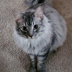 Meet your Posher, It’s my